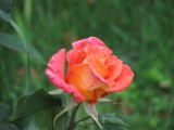 Béke rózsa