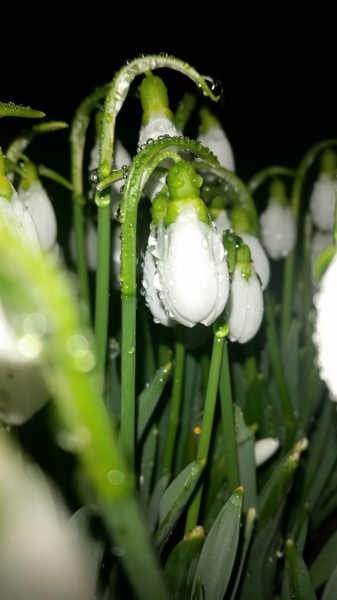 Esőcseppes hóvirágok...