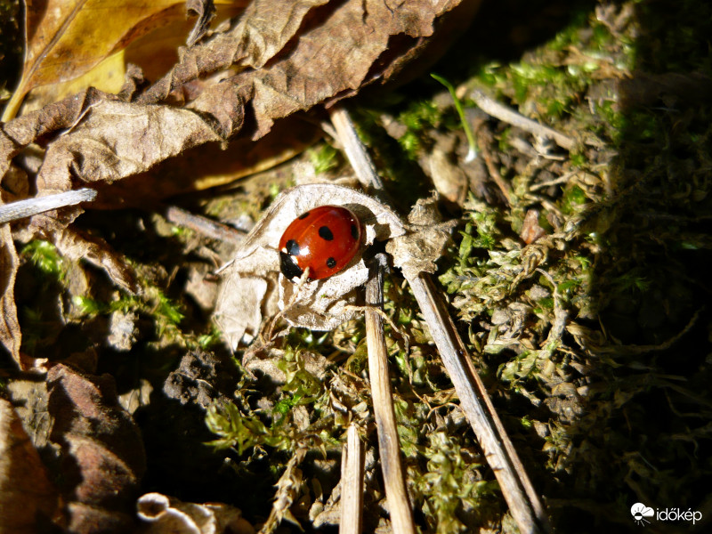 Katicabogár