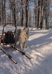 Pihenő - Dobogókő - 2021