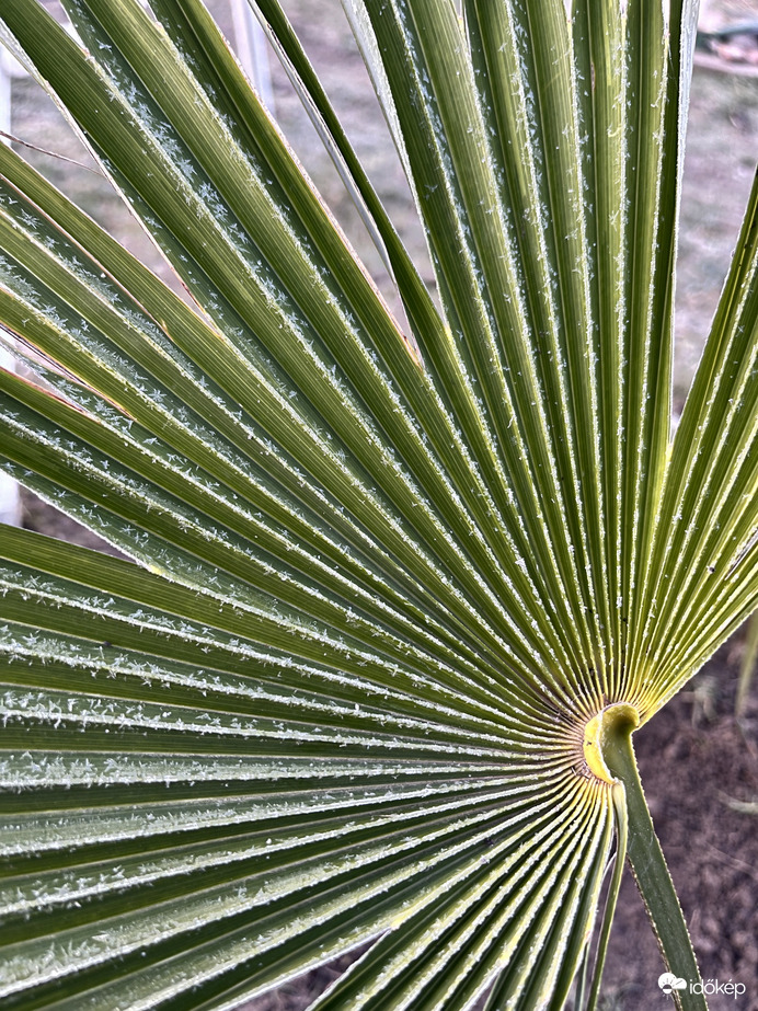 Még “elviselik” a -8•C-os hideget.