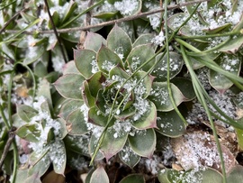 Kövirózsák hó hintéssel