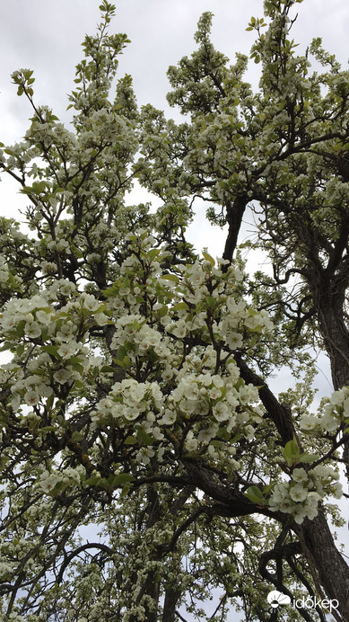 Virág pompában a körtefa