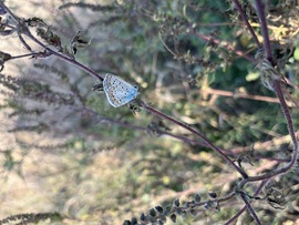 barlabasheni fotója