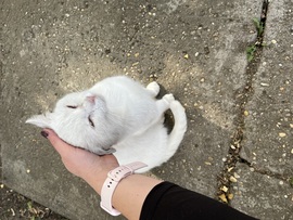 Elfogadok egy símogatást