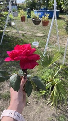 barlabasheni fotója