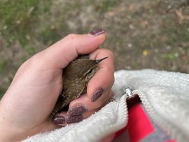 Majdnem cica ebéd lett