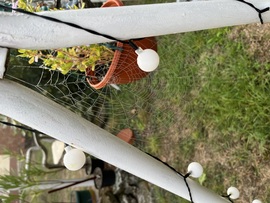 barlabasheni fotója