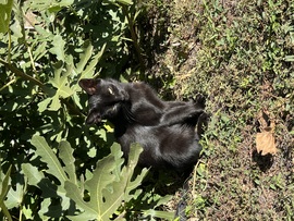 barlabasheni fotója