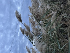 Ismét egy szeles nap