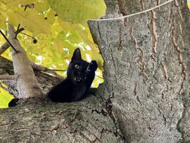 barlabasheni fotója