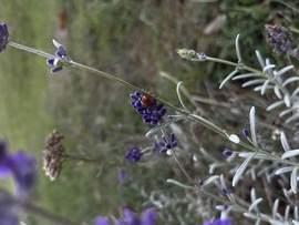 barlabasheni fotója