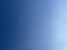 Délnek repülnek a vadlibák