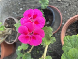 barlabasheni fotója