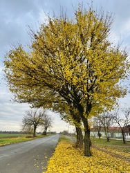 barlabasheni fotója