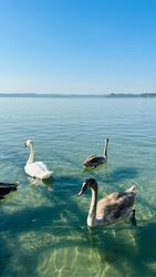 Balatonföldvár