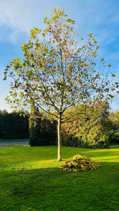 Bögöte