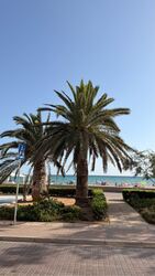 Son San Juan