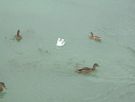 Az "idegen" bekerítése