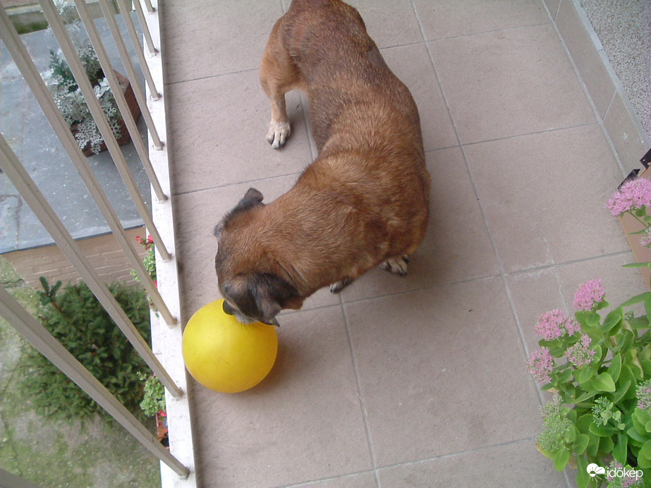 Ismerkedés a focival