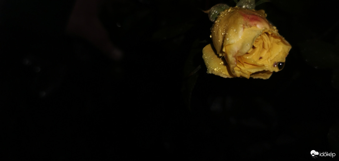 Novemberi rózsa