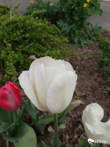 Elemér a fehér tulipán