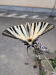 Kardoslepke