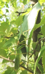 Zöld lombszöcske 