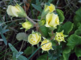 Primula