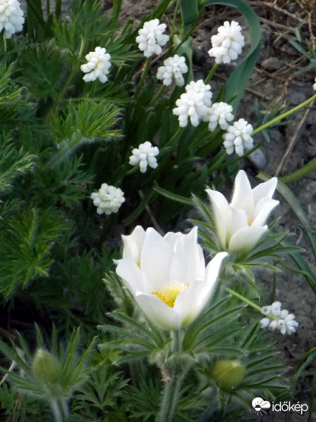 Virágok fehérben