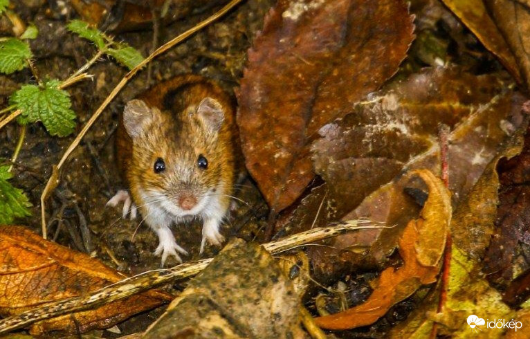 Ne félj tőlem, nincs macskám. Én etetem és itatom az egereket 