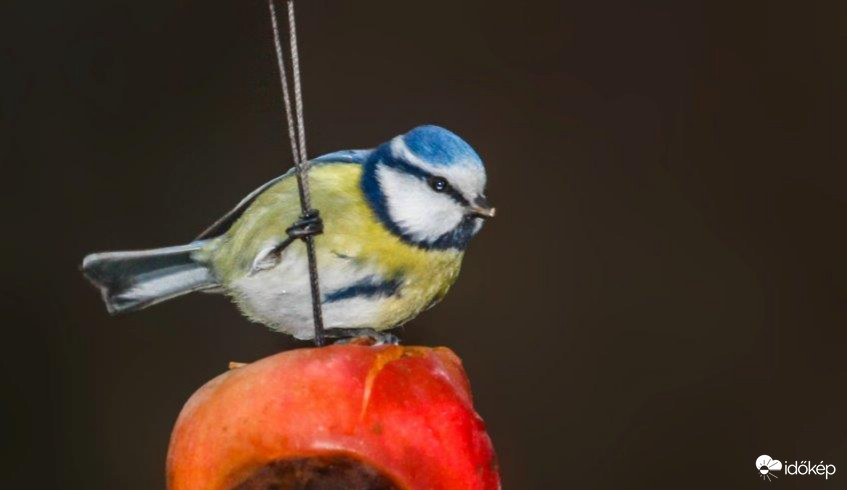 Kék cinege hintázik a piros almán 