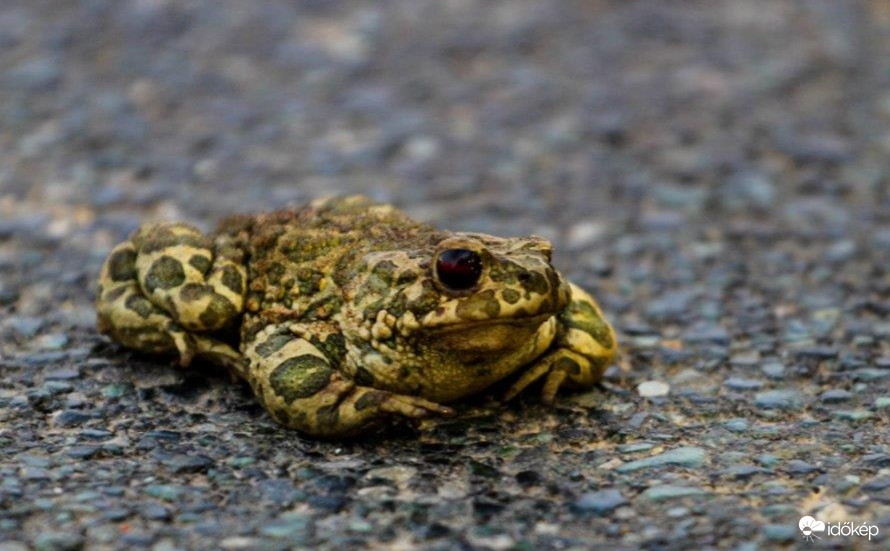 Az év hüllője a Zöld varangy 