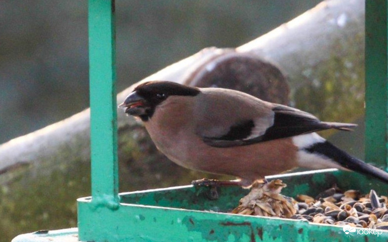 Süvöltő reggelizett 