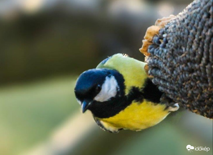 Oldalkocsival száguldok a szélben 