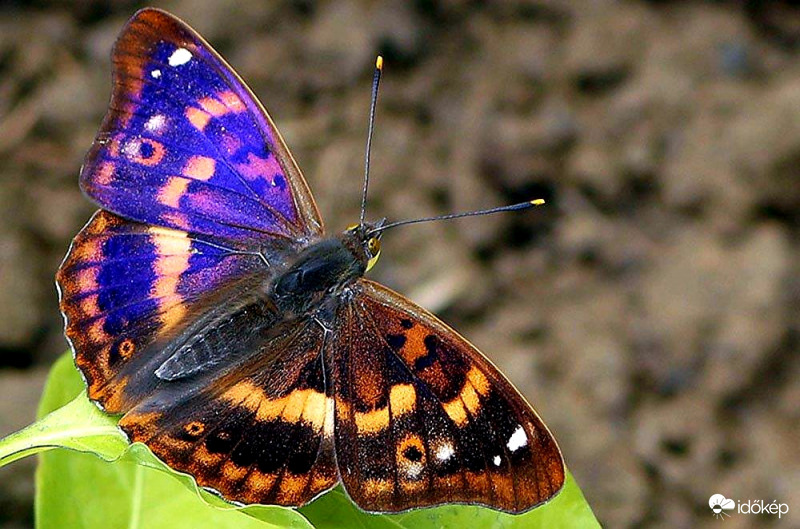 Kis szinjátszó lepke 