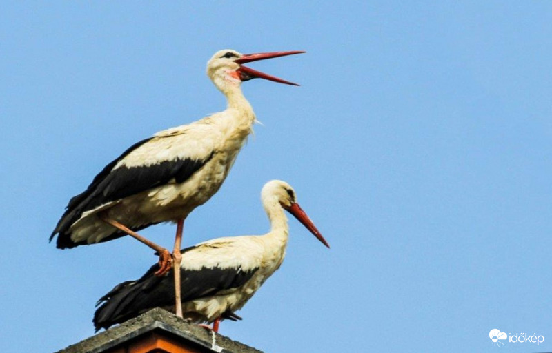 Jó reggelt mindenkinek!