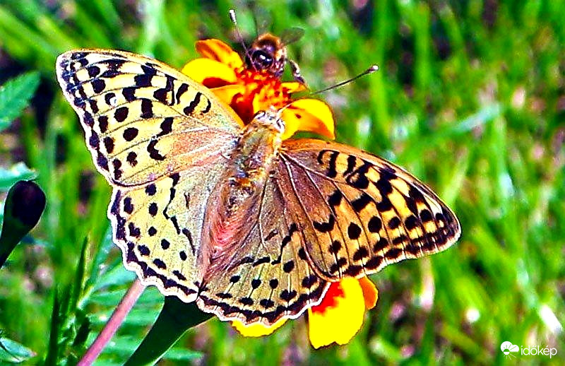 Zöldes Gyöngyház lepke