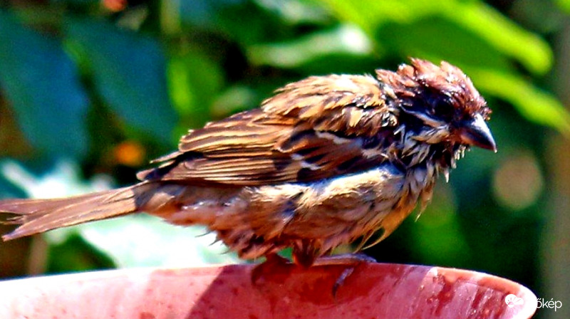 A Verébnek is elege van a melegből 