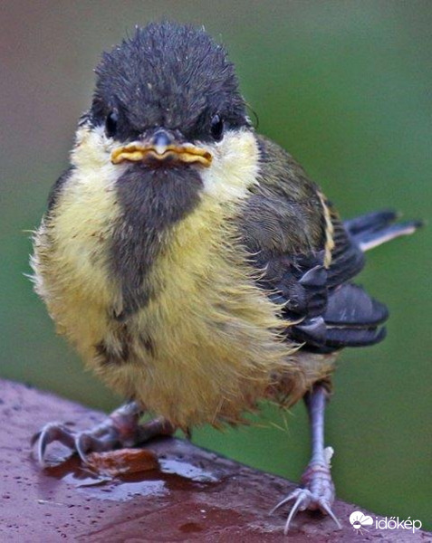 Nem láttad az Anyámat?