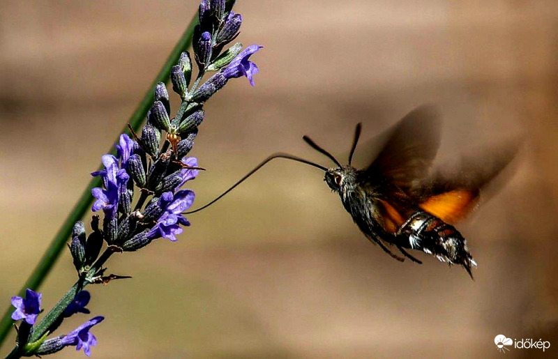 Kacsafarkú szender a levendulán 