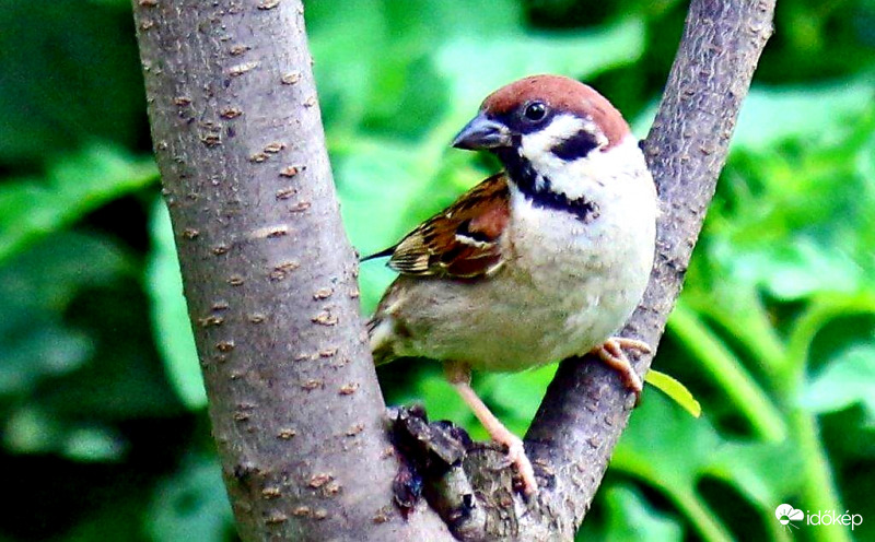 Csúzli ágra szállt a veréb 