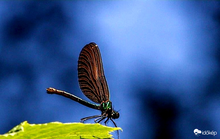 Kisasszony szitakötő 