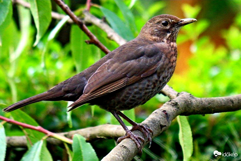 Fekete rigó (fiatal)