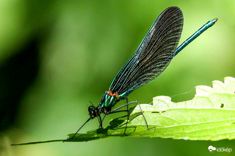 Kisasszony szitakötő 