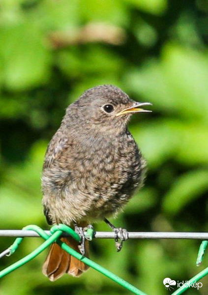 Házi rozsdafarkú (fiatal)