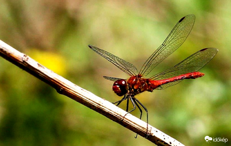 Alföldi szitakötő 