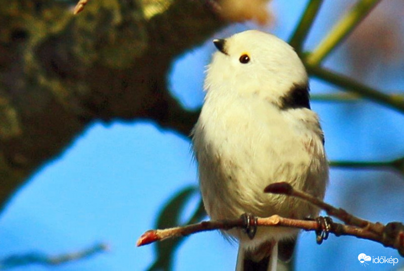 Az Őszapó is figyel. Ma van a madár megfigyelési nap  