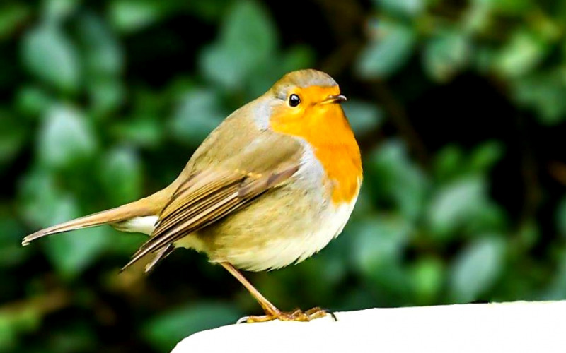 Meddig álljak egy lábon a kedvedér 
