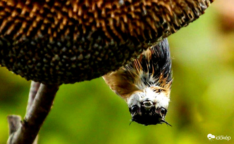 Csuszka , fürdés után szárítkozik 